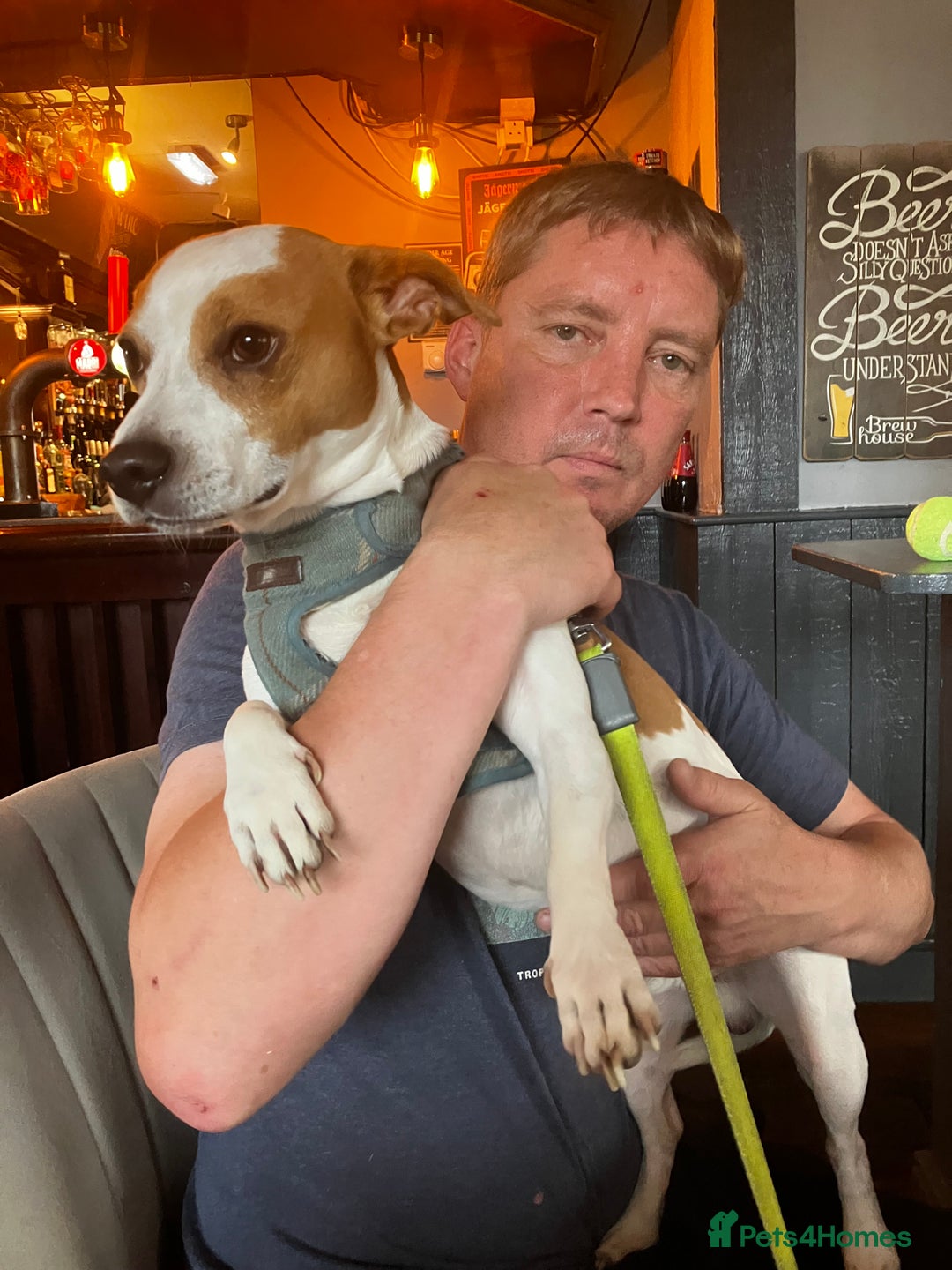 Jack Russell dogs for stud: Stud available  - Image 3