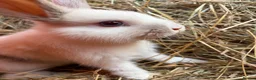 French Lop rabbits for sale: French lop babies ready to go  - Advert 3