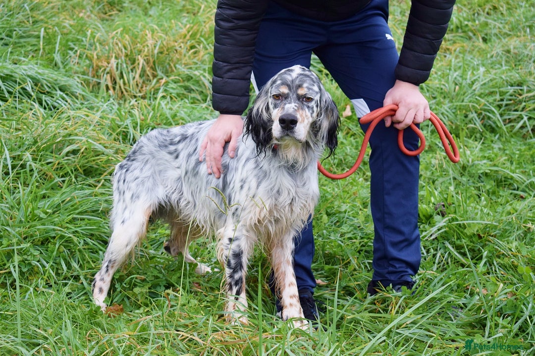 English Setter dogs for adoption: Iro   - Advert 1