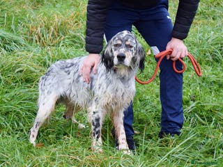 English Setter dogs Iro - Advert 3