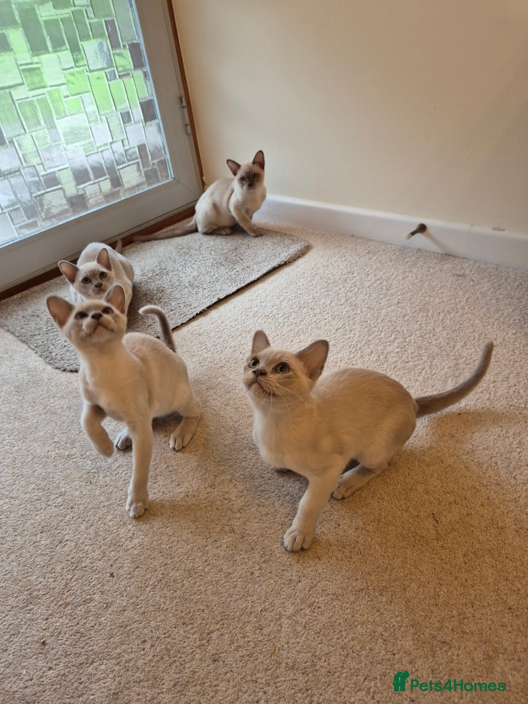 Burmese cats for sale: Beautiful Pedigree Burmese Kittens - Image 16