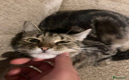 Mixed Breed cats for sale: Tabby looking for a loving home - Image 4