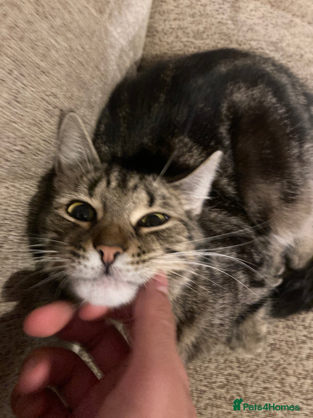Mixed Breed cats for sale: Tabby looking for a loving home - Image 4