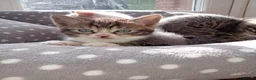 Mixed Breed cats for sale: Kittens Mixed breed (father 1/4 Bengal) - Advert 21