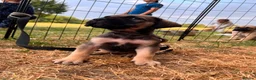 Presa Canario dogs for sale: Presa Canario Puppies Availale  - Advert 11