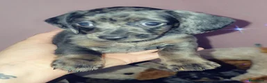 Male