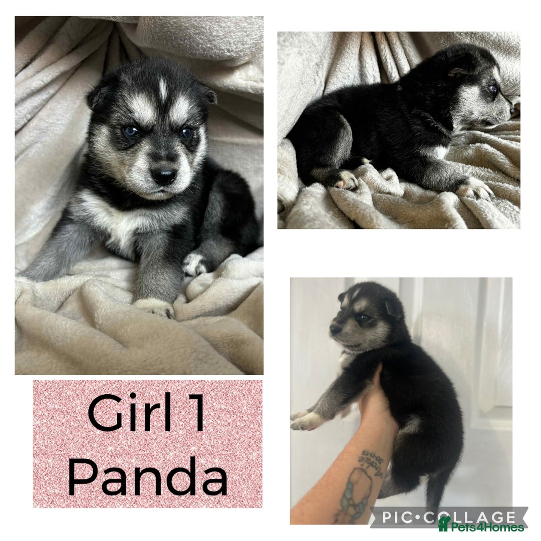 Shepsky dogs for sale: German Shepherd X Husky puppies  - Image 2