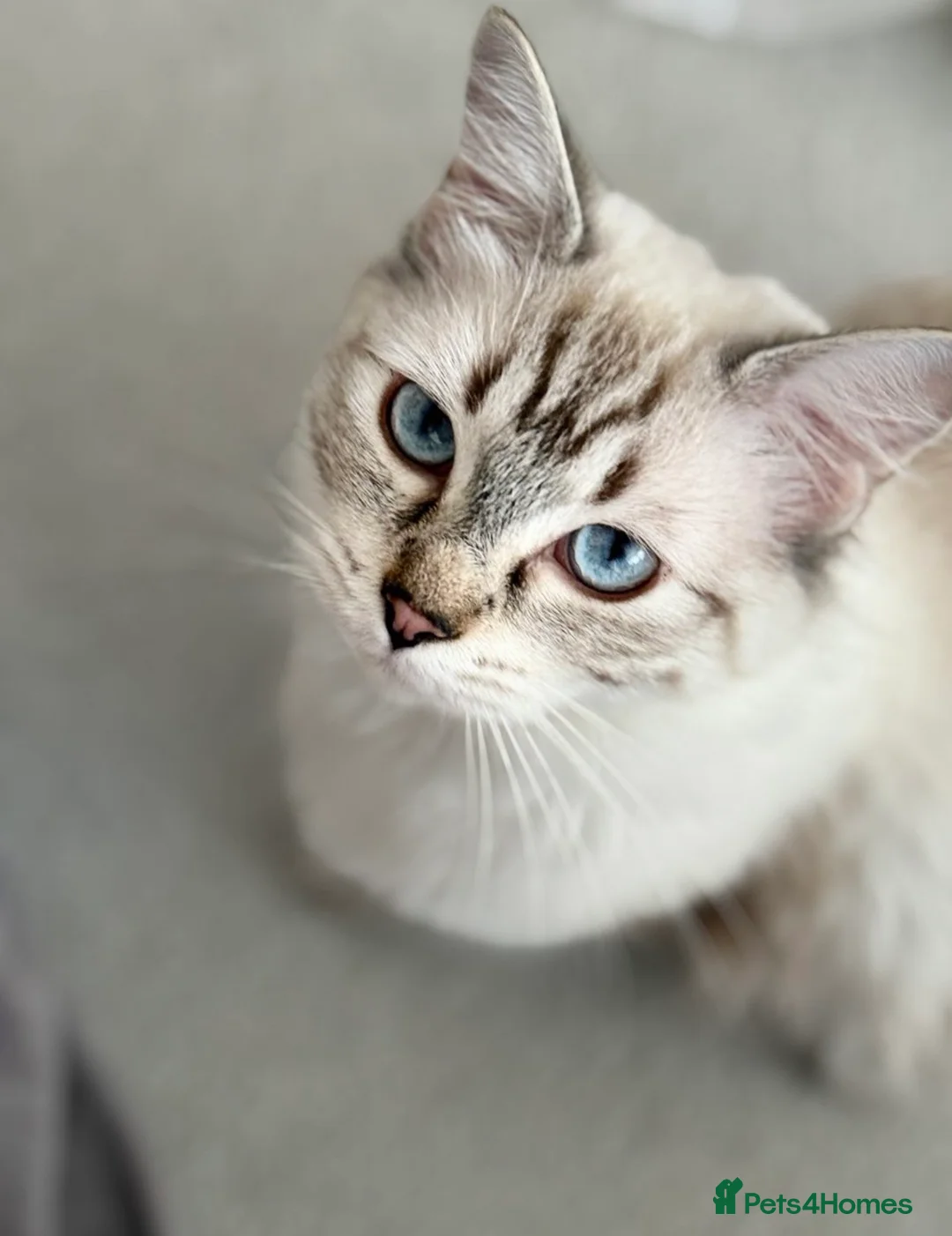 British Shorthair cats for sale: 5 gorgeous British short hair with blue eyes  - Advert 10