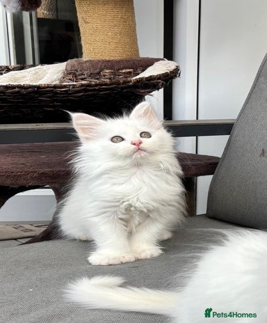 Cheap Kittens for sale | Pets4Homes