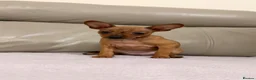 Russian Toy Terrier dogs for sale: Russian Toy Terrier - Advert 3