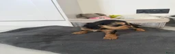 Cockapoo dogs for sale: cockapoo puppies  - Advert 16