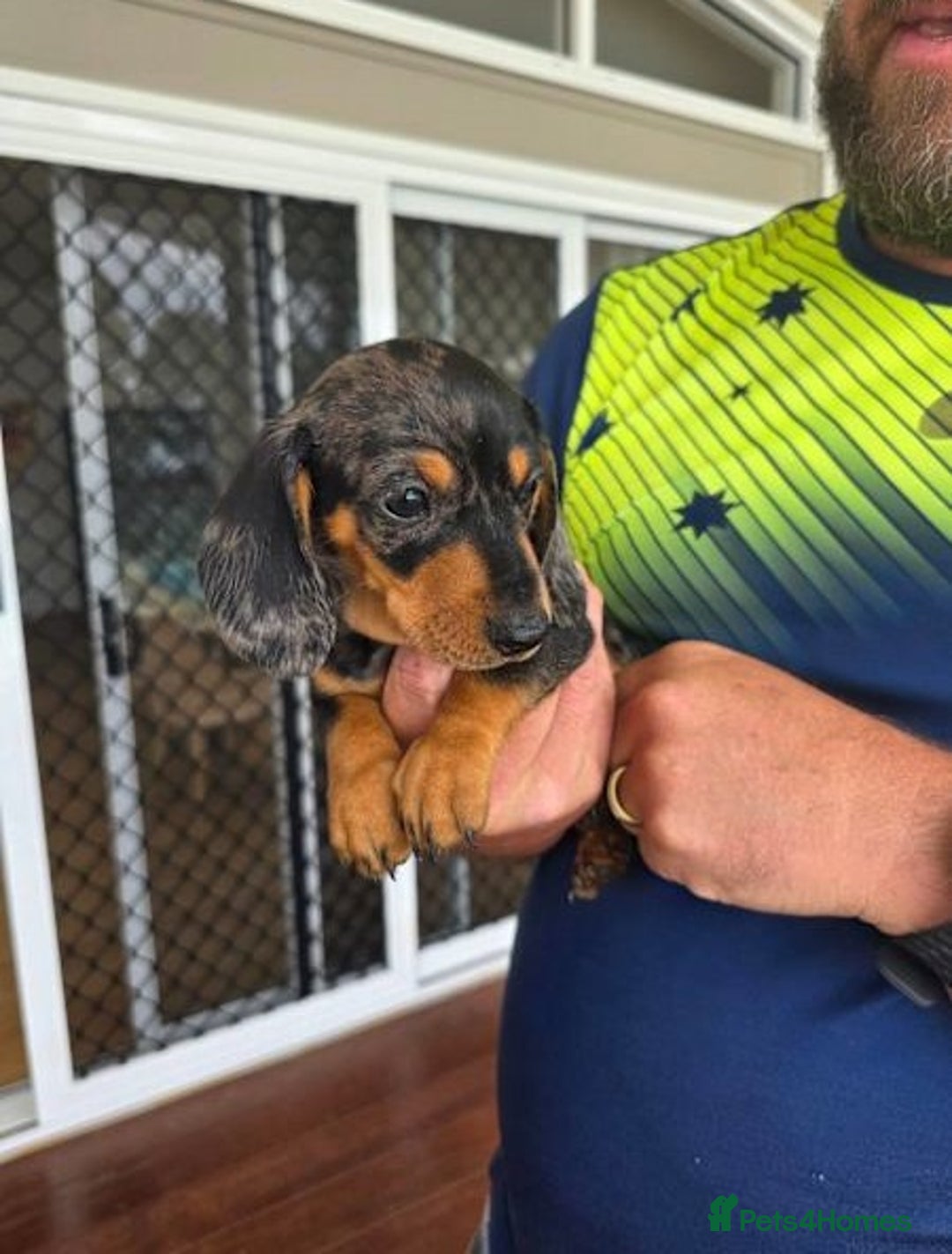 Miniature Dachshund dogs for sale: Healthy mini dapple and dachchunds pups - Image 4