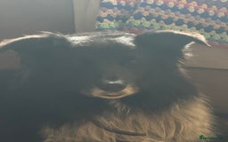 Border Collie dogs for stud: Jack  - Image 2