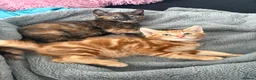 Mixed Breed cats for sale: Adorable Kittens Looking for Loving Homes!  - Advert 21