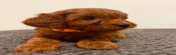 Cavapoo dogs for sale: Darling Cavapoos  - Advert 18