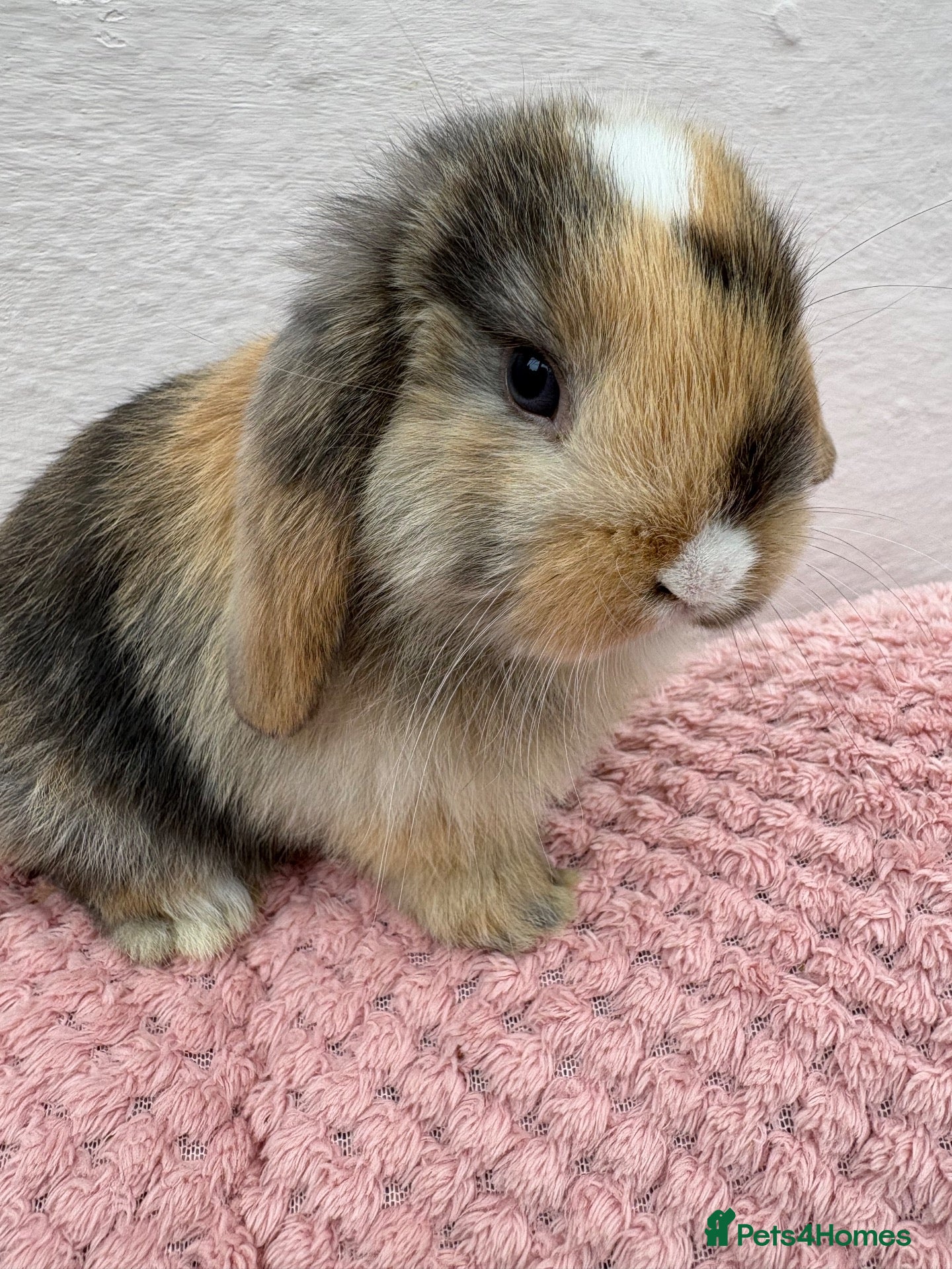 Mini Lop rabbits Mini lops-raised indoors-vaccinated  - Advert 1