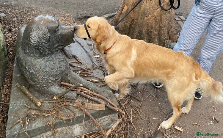 Golden Retriever dogs in Oban - Advert 1