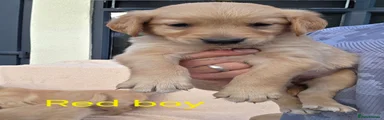 Golden Retriever 1