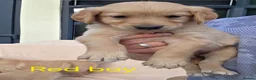 Golden Retriever dogs for sale: Extensively Health Tested Kc Reg Pups in Doncaster - Advert 20