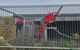 Macaws birds for sale: Proven breeding pair of Greenwing Macaws - Image 5