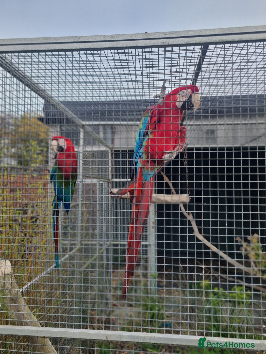 Macaws birds for sale: Proven breeding pair of Greenwing Macaws - Image 5