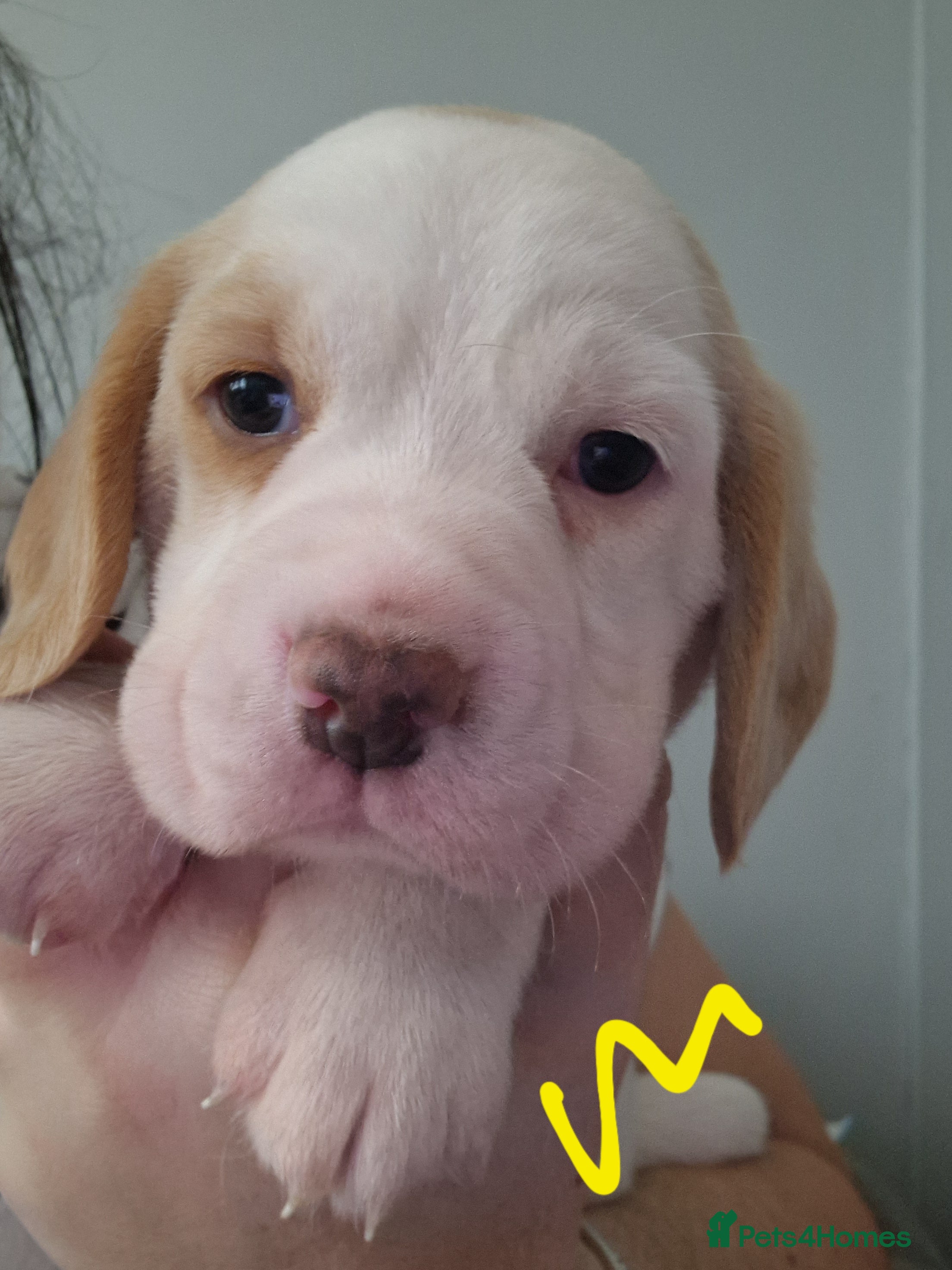 Beagle dogs Beagle Babies - Advert 1