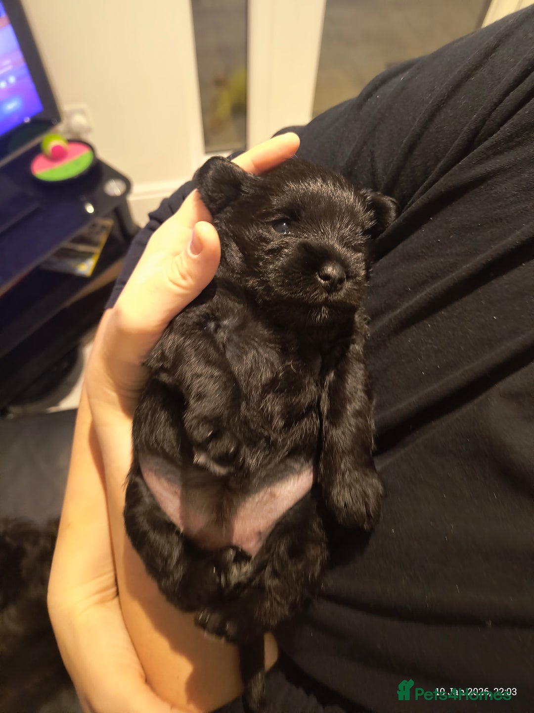 Miniature Schnauzer dogs for sale: Black Miniature Schnauzer Puppy – Girl Available - Advert 4