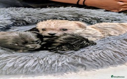 Mixed Breed dogs for sale: Malchi Puppies Looking for Their Forever Homes  - Image 16