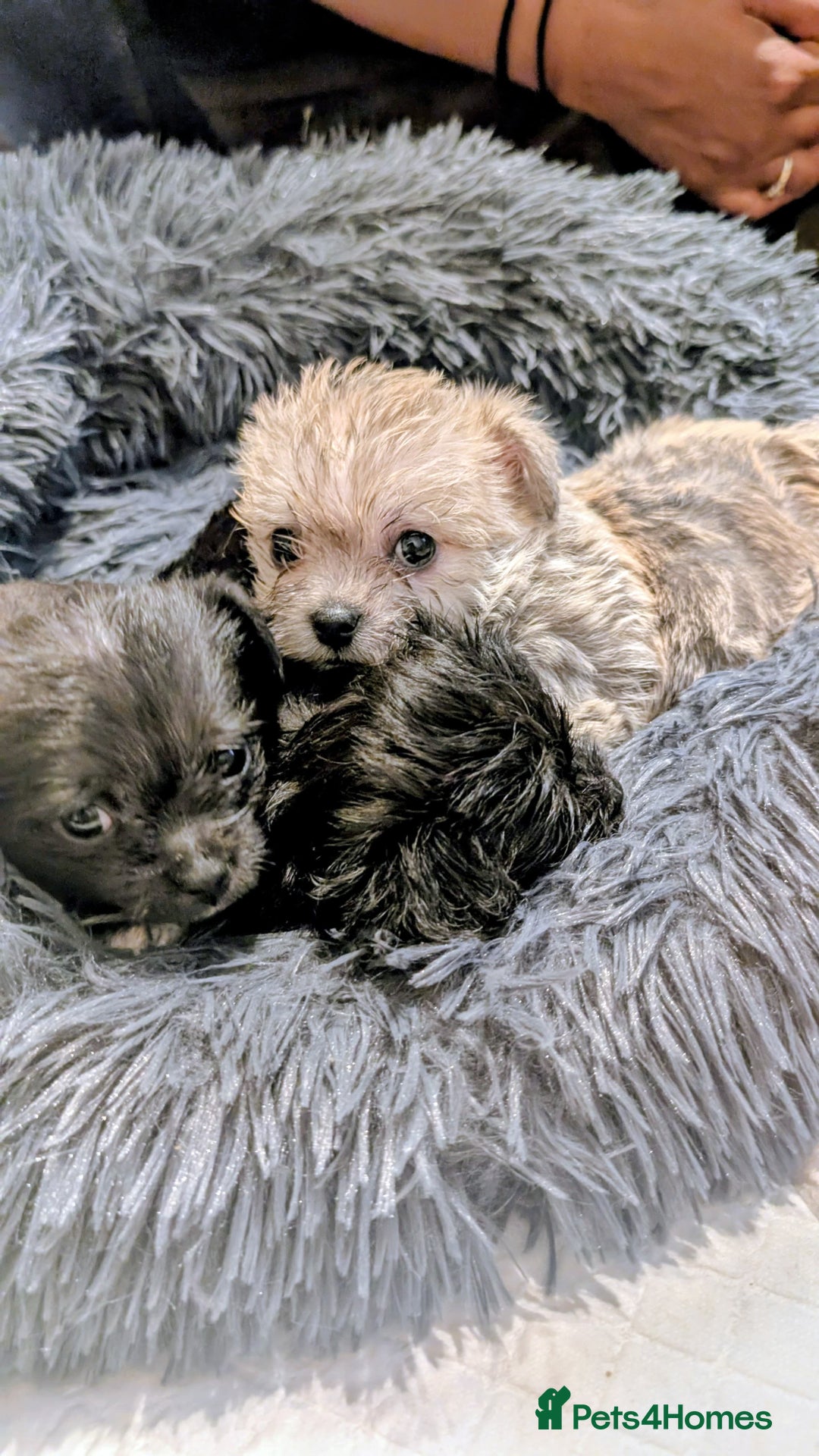 Mixed Breed dogs for sale: Malchi Puppies Looking for Their Forever Homes  - Image 16