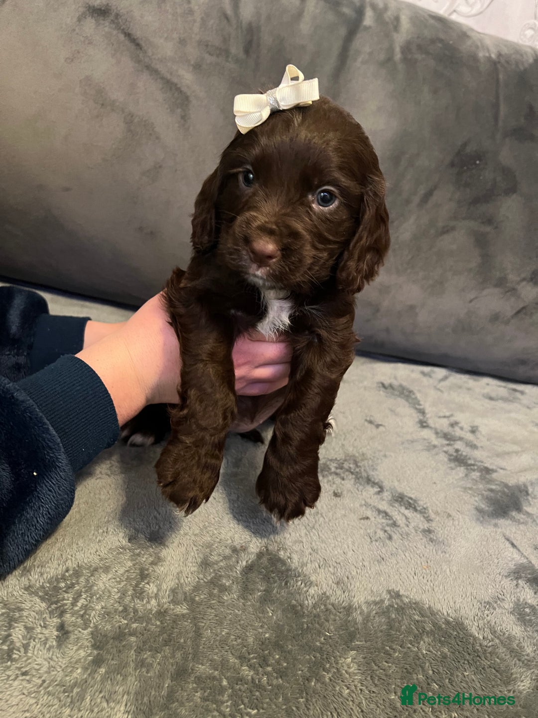 Cocker Spaniel dogs for stud: RED KC STUD DOG  in Bishop Auckland - Advert 14