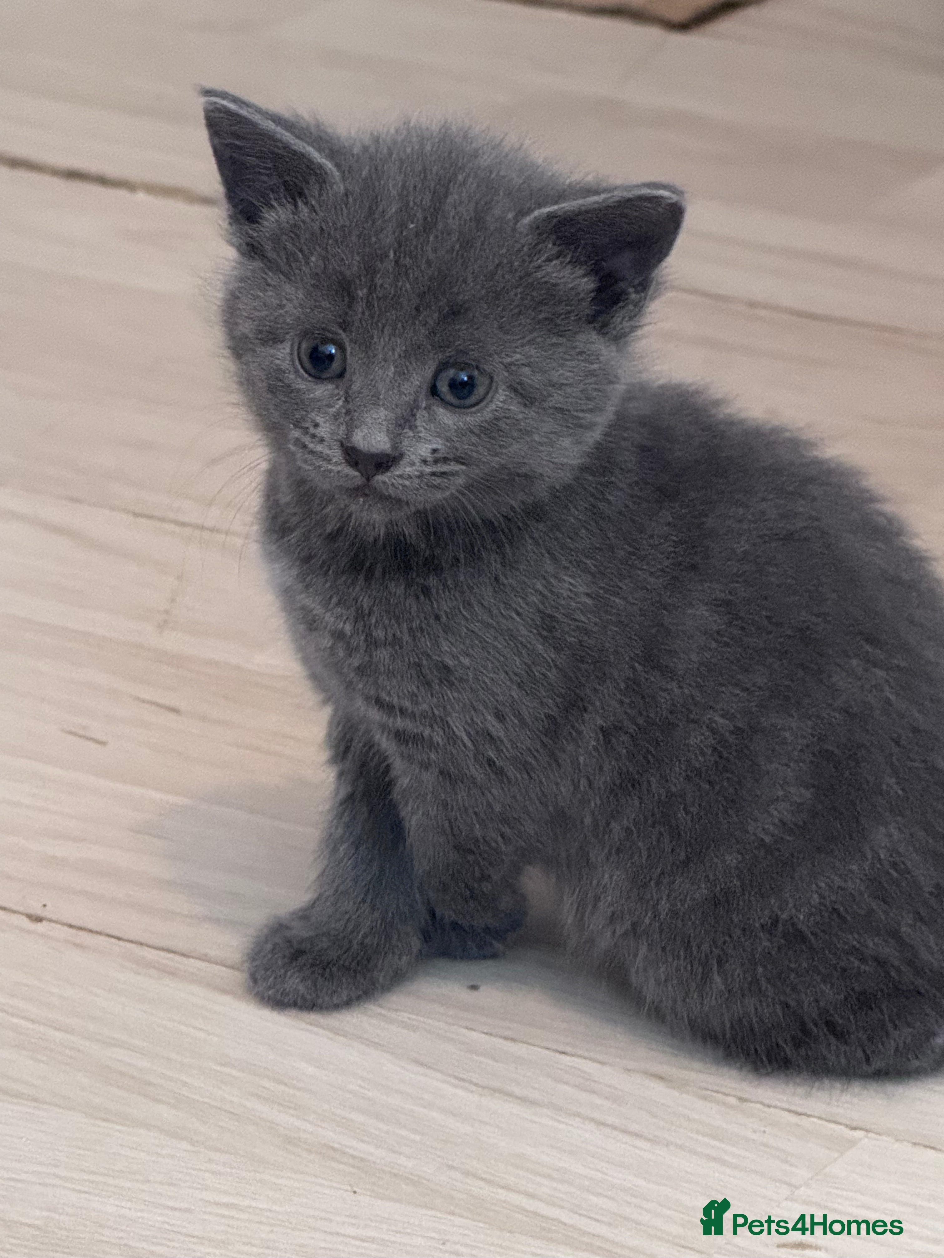 Mixed Breed cats Beautiful kittens looking new home 🐱🧡 - Advert 14