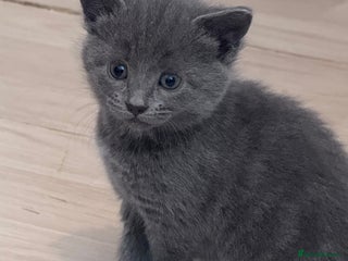 Mixed Breed cats Beautiful kittens looking new home 🐱🧡 - Advert 1