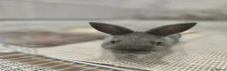 Netherland Dwarf rabbits for sale: Adorable Netherland Dwarf Bunnies - Advert 4