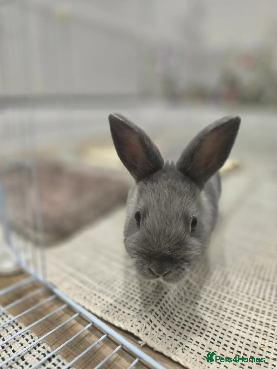 Netherland Dwarf rabbits for sale: Adorable Netherland Dwarf Bunnies - Advert 4