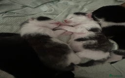 Mixed Breed cats for sale: 3 beautiful kittens available  - Image 1
