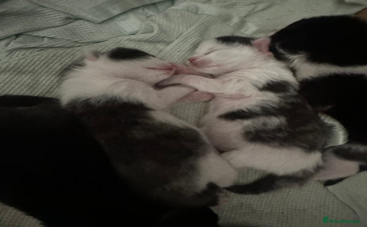 Mixed Breed cats - Advert 2