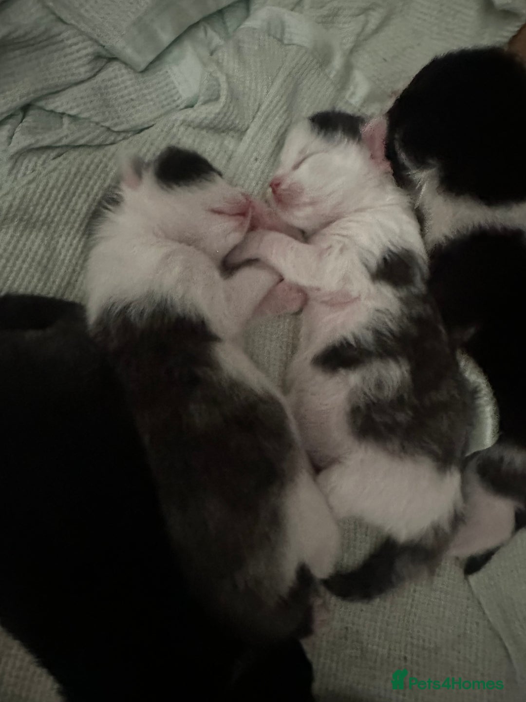 Mixed Breed cats for sale: 3 beautiful kittens available  - Image 1