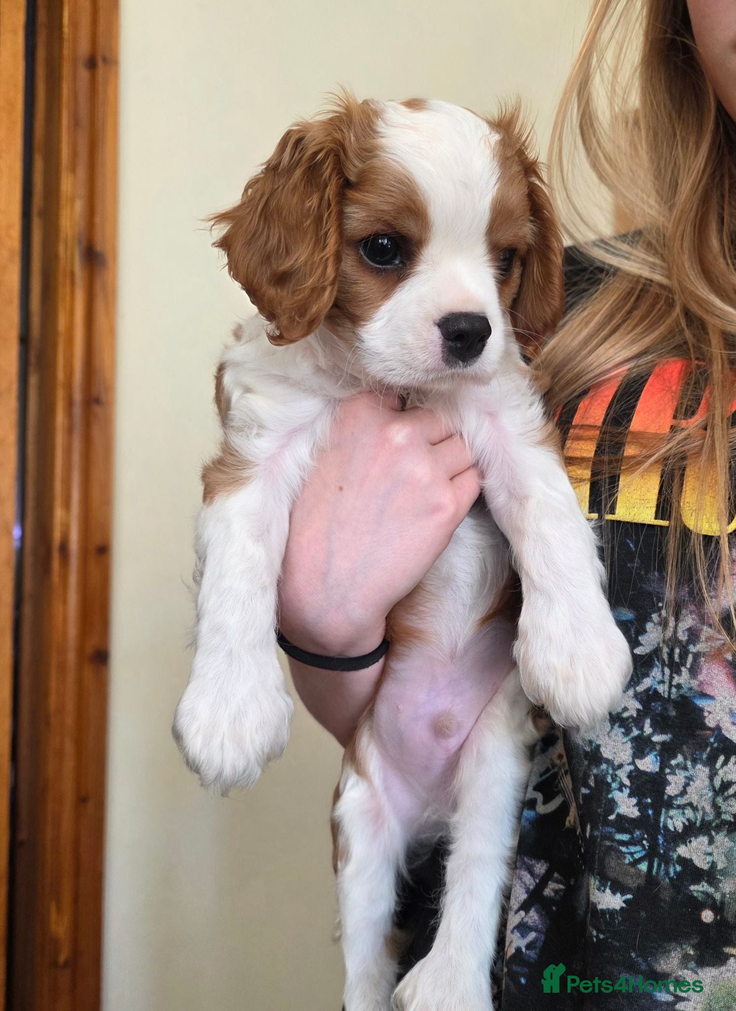 Cavalier King Charles Spaniel dogs Health tested Cavalier King Charles ready now - Advert 1