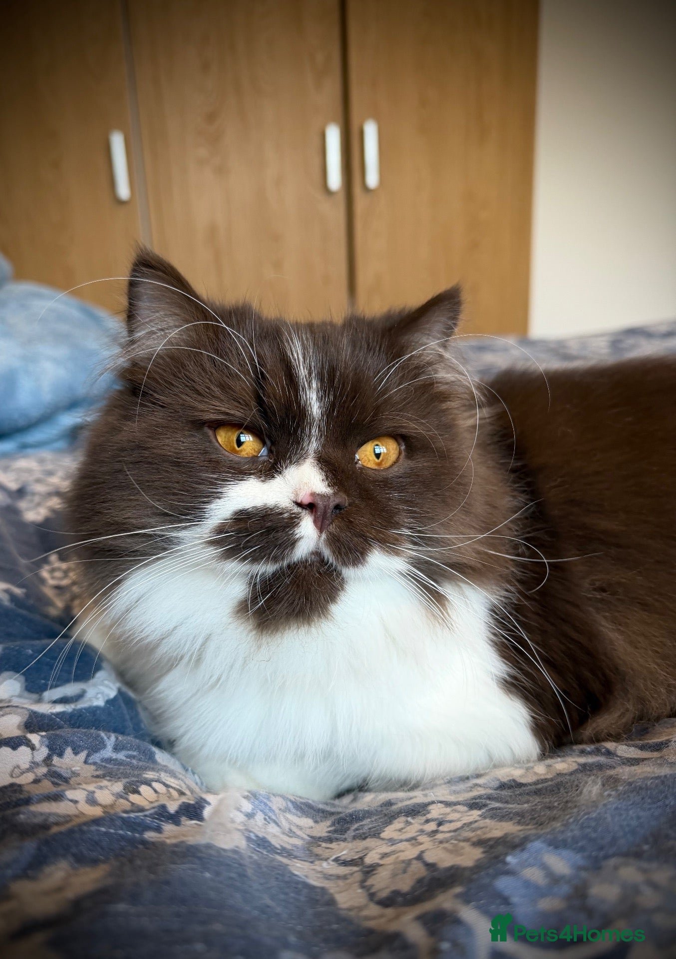 British Longhair cats for sale: Champion line Chocolate/white boy - Advert 6
