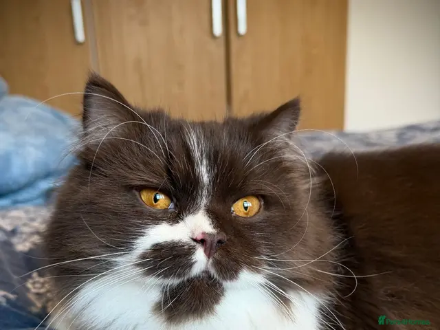 British Longhair cats for sale: Champion line Chocolate/white boy - Advert 6