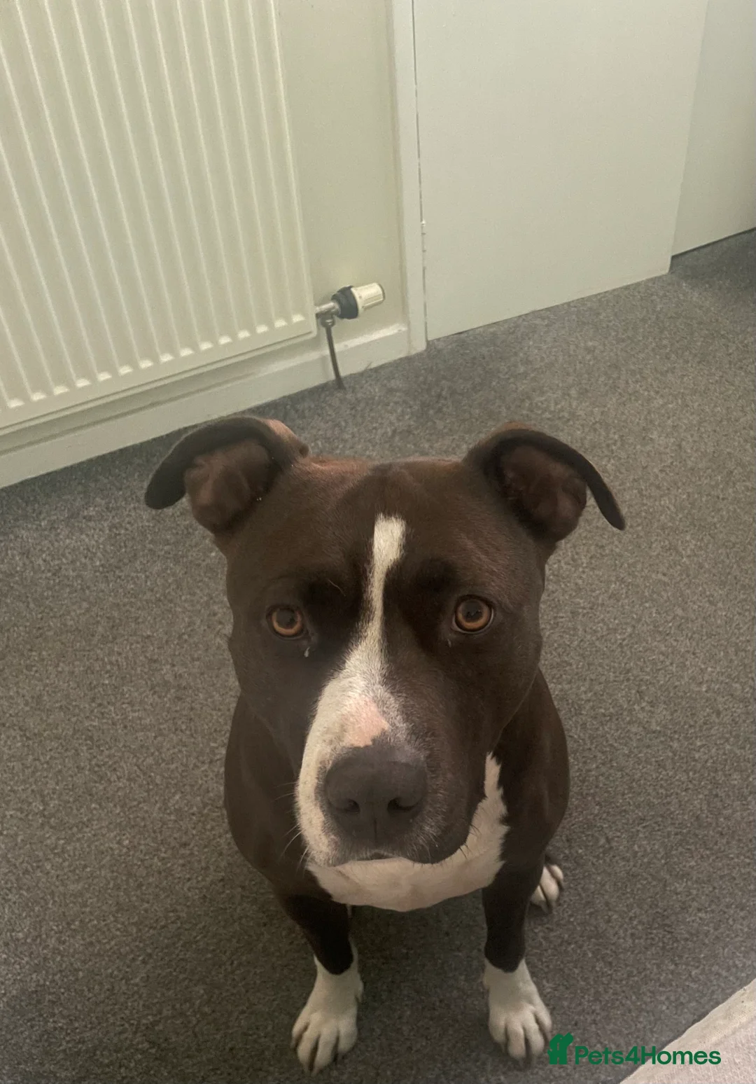 Mixed Breed dogs for sale: Rehoming rio - Advert 3