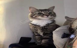 British Longhair cats for sale: Female Adult Cat  - Image 1
