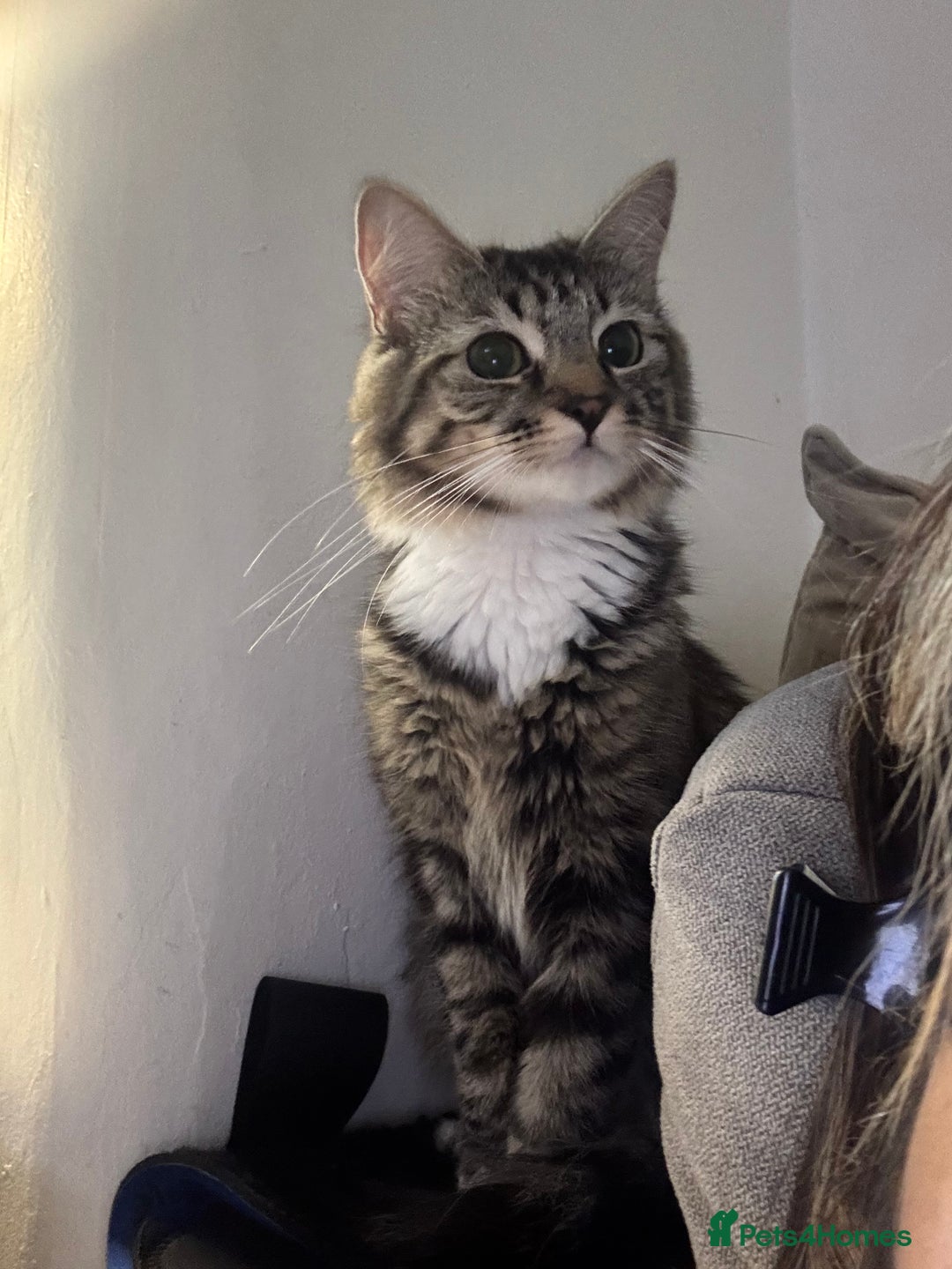 British Longhair cats for sale: Female Adult Cat  - Image 1