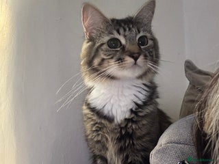 British Longhair cats - Advert 29