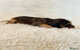 Cocker Spaniel dogs for sale: Full Health Tests KC Reg Showline Cocker Spaniels - Image 20