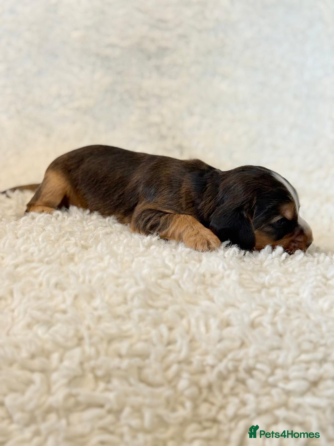 Cocker Spaniel dogs for sale: Full Health Tests KC Reg Showline Cocker Spaniels - Image 20