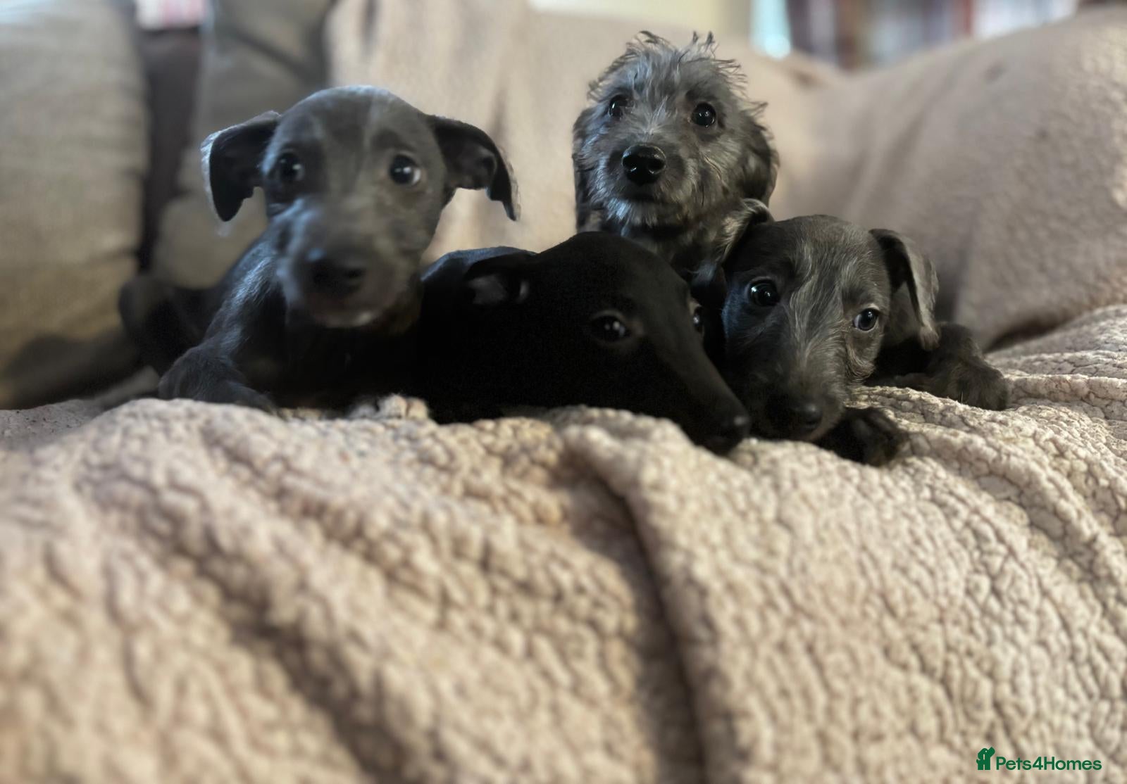 Mixed Breed dogs Wonderful whippet litter for sale - Advert 2