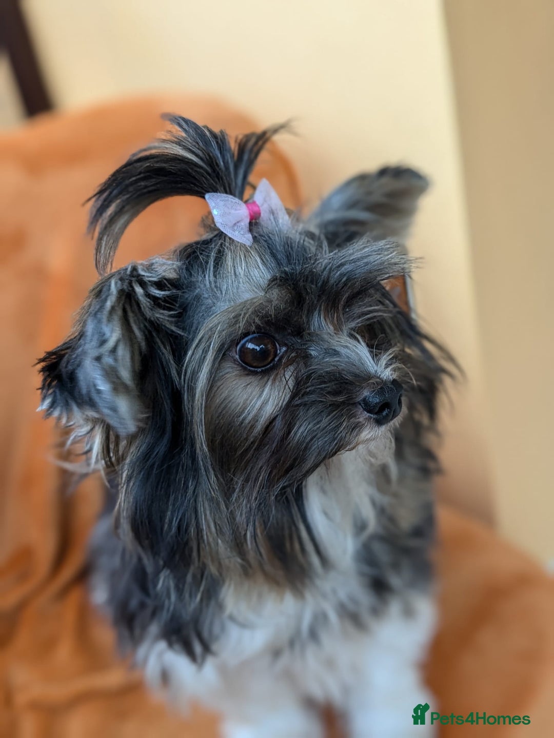 Yorkshire Terrier dogs for stud: Purebred BiewerTerrier/ColourfulYorkie Proven Stud in Merthyr Tydfil - Advert 30