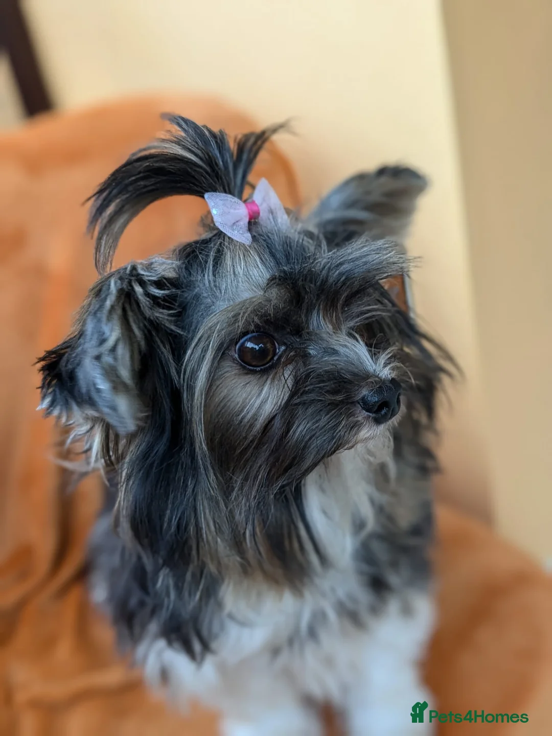 Yorkshire Terrier dogs for stud: Purebred BiewerTerrier/ColourfulYorkie Proven Stud in Merthyr Tydfil - Advert 30