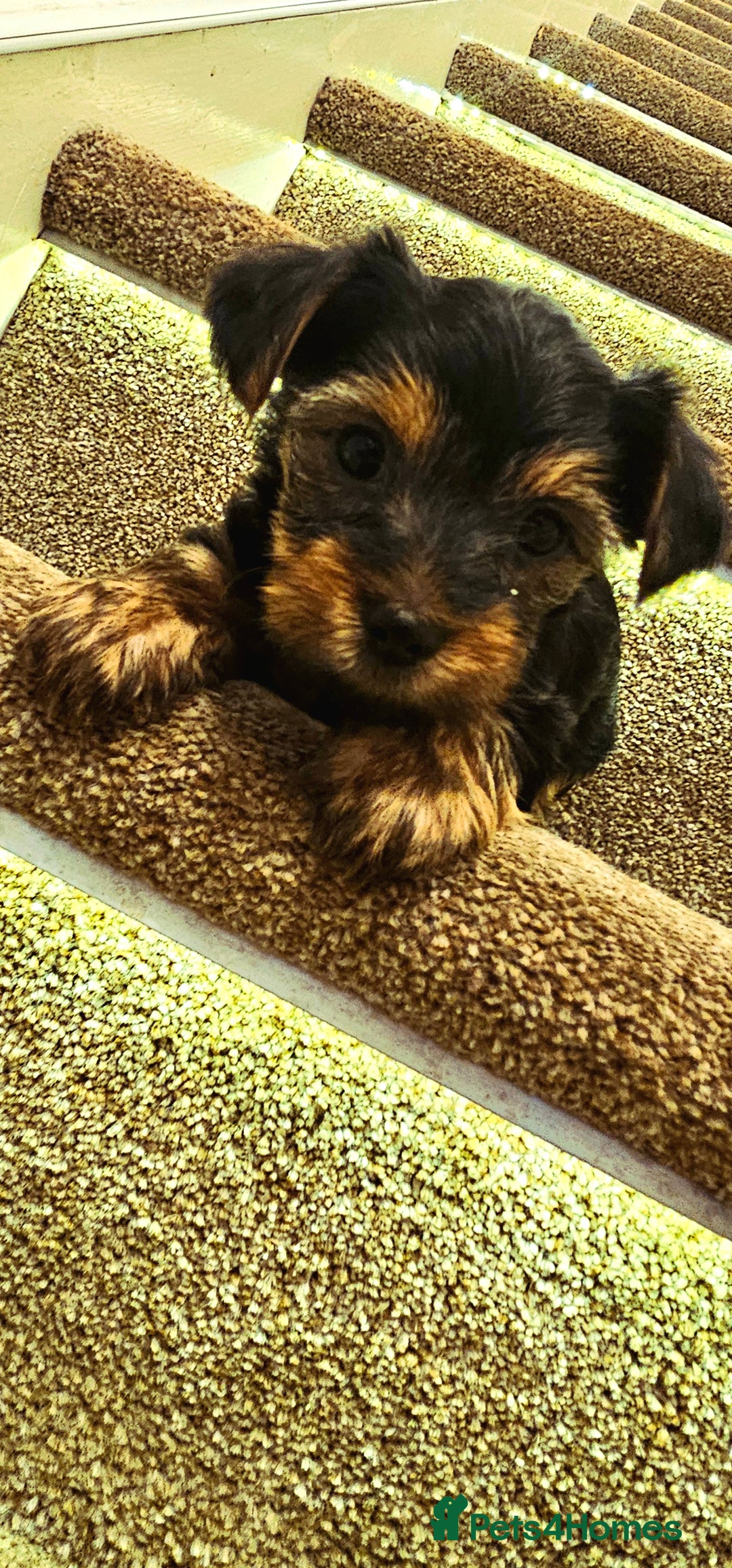 Yorkshire Terrier dogs for sale: Yorkshire Terrier puppies - Advert 23